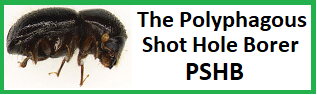PSHB